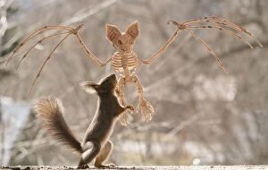 Images Dated 24th April 2021: Red Squirrel standing on a skeleton bat Date: 24-04-2021
