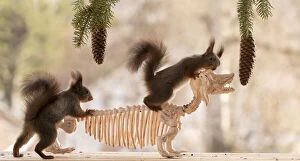Pinecone Gallery: Red Squirrel standing on a skeleton dachshund Date: 14-04-2021