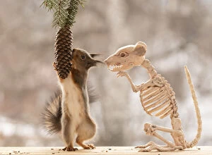 Images Dated 15th April 2021: Red Squirrel standing on a skeleton rat Date: 14-04-2021