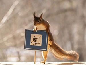 Images Dated 12th April 2021: Red Squirrel standing with a Ski tow road sign