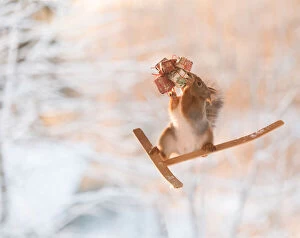 Red Squirrel is standing on skis with gifts Date: 26-12-2021