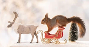 Red squirrel is standing on a sledge with reindeer on ice Date: 05-01-2021