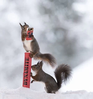 Images Dated 27th February 2021: Red Squirrel standing in snow on dynamite with matches Date: 02-01-2021