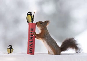 Images Dated 28th February 2021: Red squirrel standing in snow holding dynamite with great tit on it