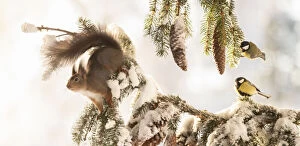 Pinecone Gallery: Red Squirrel standing on a snow pine branch and great tit are looking Date: 26-01-2021