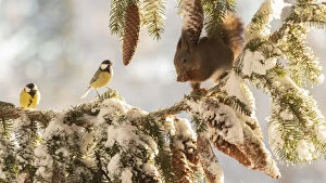 Images Dated 28th February 2021: Red Squirrel is standing on a snow pine branch with titmouse Date: 27-01-2021