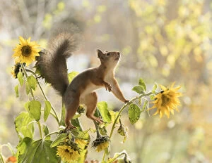 Images Dated 9th October 2021: red squirrel standing on a sunflower Date: 09-10-2021