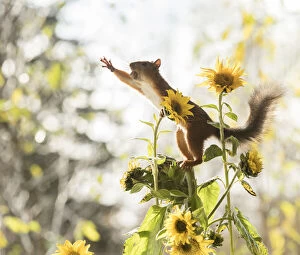 Images Dated 9th October 2021: red squirrel standing on a sunflower reaching Date: 09-10-2021