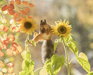 Images Dated 27th September 2021: red squirrel is standing between sunflowers