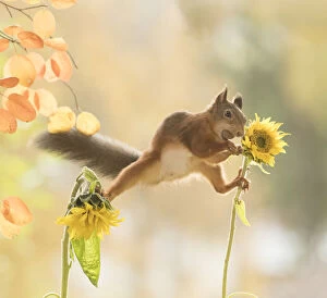 Images Dated 27th September 2021: red squirrel is standing between sunflowers with nut