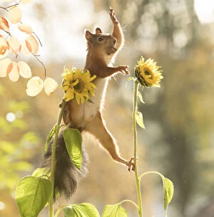 red squirrel is standing between sunflowers waving Date: 26-09-2021