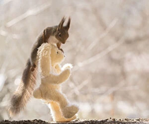 Fantasy Gallery: Red Squirrel standing on a teddybear Date: 23-04-2021