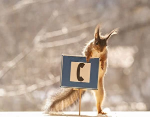 Images Dated 12th April 2021: Red Squirrel standing with a telephone road sign Date: 11-04-2021