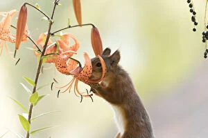Images Dated 8th August 2021: Red Squirrel standing with a tiger lily Date: 07-08-2021
