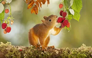 Smell Gallery: red squirrel is standing on a tree trunk eating raspberries     Date: 05-09-2015