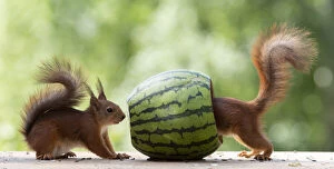 Images Dated 27th February 2021: Red Squirrel are standing with an watermelon Date: 10-06-2018