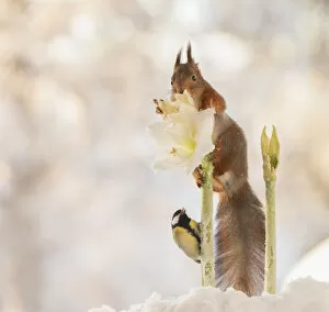 Titmouse Collection: Red squirrel standing on a white Hippeastrum flower with titmouse beneath