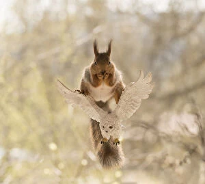 Fantasy Gallery: Red Squirrel standing on a white owl Date: 12-05-2021