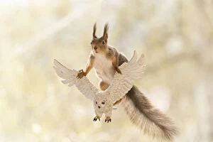 Fantasy Gallery: Red Squirrel standing on a white owl Date: 13-05-2021