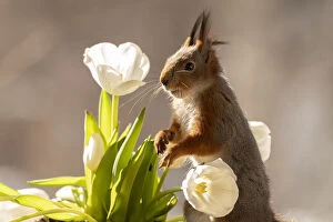 Images Dated 1st April 2021: red squirrel standing between white tulips
