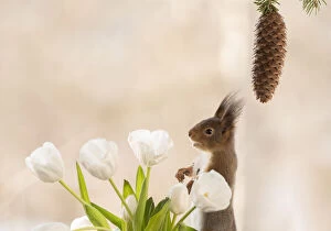 Pinecone Gallery: red squirrel standing with white tulips and pinecone Date: 25-03-2021