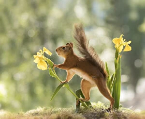 red squirrel standing between yellow Iris flowers Date: 27-06-2021