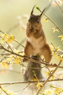 Branch Plant Part Gallery: red squirrel stands in flower Forsythia branches Date: 21-05-2021