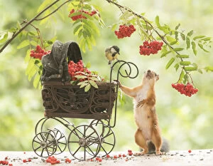 Baby Stroller Gallery: Red Squirrel with stroller and great tit     Date: 27-08-2021