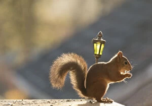 Claw Gallery: Red Squirrel in sunlight with lantern     Date: 06-11-2021