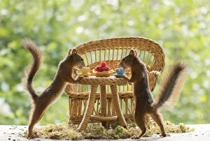 Breakfast Gallery: Red Squirrel with a table and cups     Date: 06-08-2021