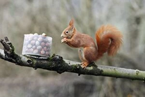 Red Squirrel - taking hazel nut from feeding station in garden