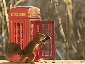 Red Squirrel with a telephone booth Date: 25-10-2021