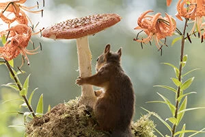 Red Squirrel with tiger lilies and toadstool Date: 10-08-2021