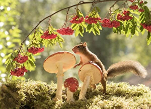 Red Squirrel with a toadstool Date: 21-08-2021