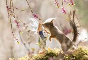 Sciuridae Collection: Red Squirrel touching a fairy