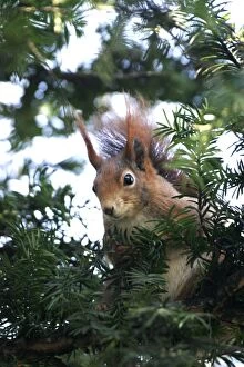 Images Dated 5th April 2003: Red squirrel - in tree