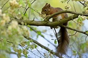 Red squirrel - on tree feeding on seeds of horn beam