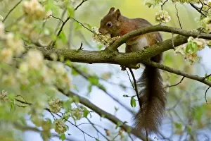 Red squirrel on tree feeding on seeds of horn beam Bavaria, Germany