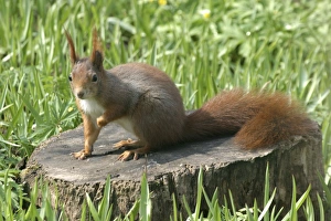 Images Dated 5th April 2003: Red Squirrel - on tree stump Vienna. Austria