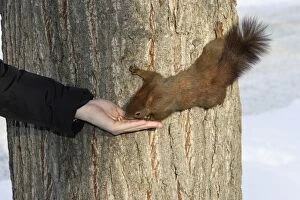 Red Squirrel - on tree trunk being hand fed