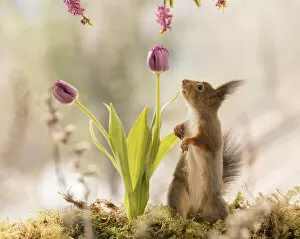 Sciuridae Collection: Red Squirrel with tulip and Daphne mezereum flower branches