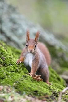 Red Squirrel Collection: Red Squirrel - UK