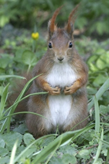 Images Dated 5th April 2003: Red Squirrel Vienna. Austria