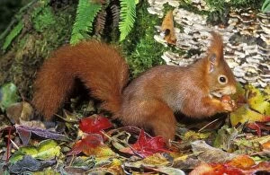 Red SQUIRREL - side view, eating nut