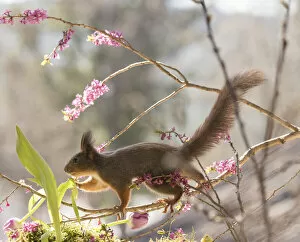 Images Dated 27th April 2021: Red Squirrel walking on Daphne mezereum flower branches Date: 26-04-2021