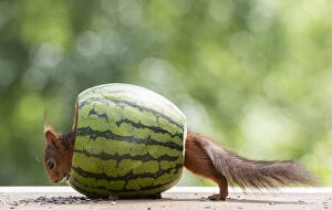 Images Dated 24th February 2021: red squirrel is walking through an watermelon Date: 10-06-2018