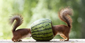 Images Dated 27th February 2021: Red Squirrel are walking through an watermelon Date: 10-06-2018