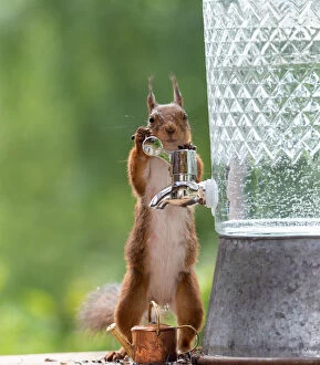 red squirrel with a water tap Date: 21-06-2018