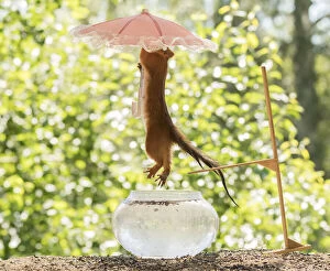 Images Dated 4th July 2021: Red Squirrel with water, umbrella, bowl and diving board Date: 03-07-2021