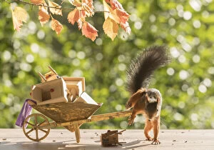 Images Dated 4th September 2021: Red Squirrel with wheelbarrow and funiture